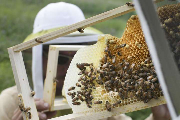 До Канади відправлять карпатських бджіл для порятунку популяції 