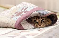 Погода на завтра: Морозно і сніг, місцями ожеледиця