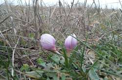 На Херсонщине зацвели краснокнижные цветы (фото)