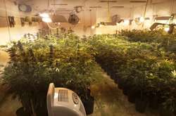 На Київщині викрили «бізнесменів», які вирощували марихуану в промислових обсягах