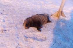 Скажений єнот заблокував кордон з Росією