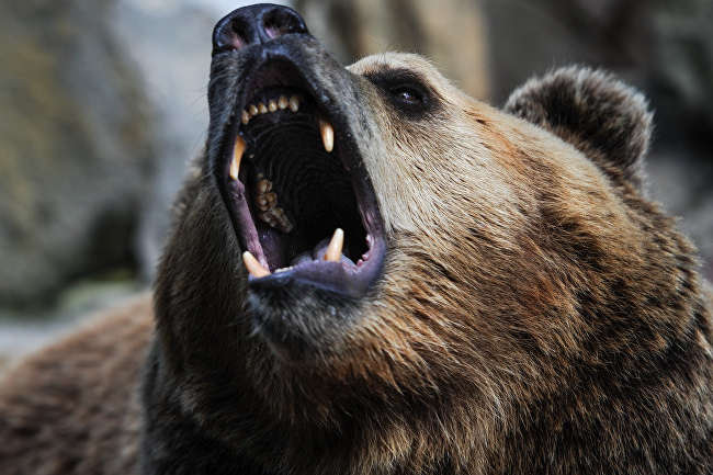 Американець голіруч відбив цуценя у ведмедя