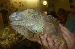 У Львові в смітнику знайшли ледь живу величезну ігуану 