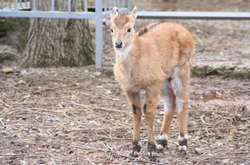 В одеському зоопарку народилися малюки у індійських антилоп і камерунських овець