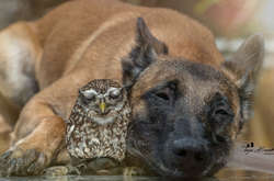Фото дружбы собаки и совенка растрогали пользователей