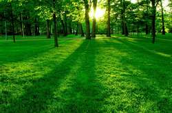 У столиці облаштують 23 нові зелені зони