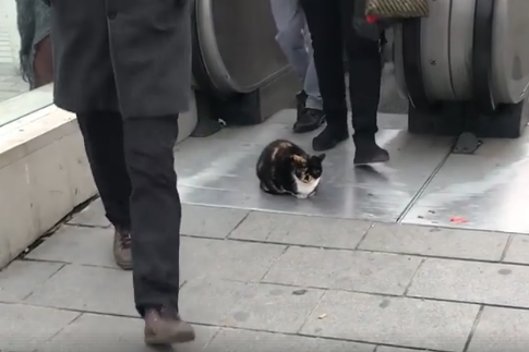 Невозмутимый кот из Стамбула стал знаменитостью в соцсети (видео)