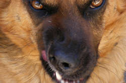 На Львівщині собаки загризли свого господаря 