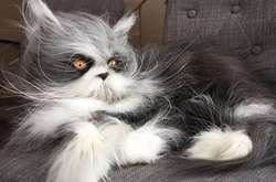 Лохматый «котопес» стал звездой Интернета