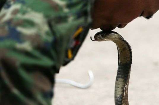 Выпить кровь кобры и съесть геккона: как в Таиланде военных учат выживанию (фото)
