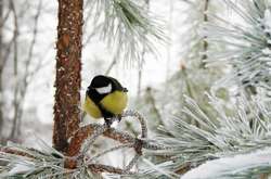 У середу посилиться мороз і майже не буде снігу