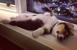 Фото нелепых поз, в которых спят домашние любимцы. Новый флешмоб