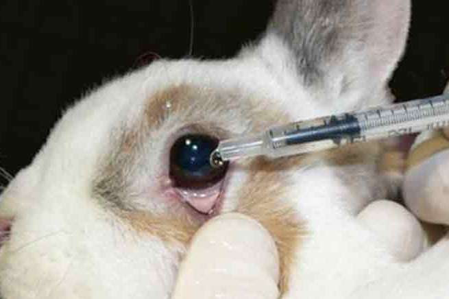 У ЄС закликають заборонити тестування косметики на тваринах по всьому світу