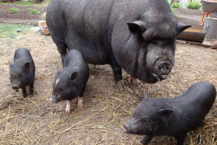 Свині з'їли хазяїна у Миколаївській області