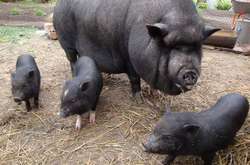 Свині з'їли хазяїна у Миколаївській області