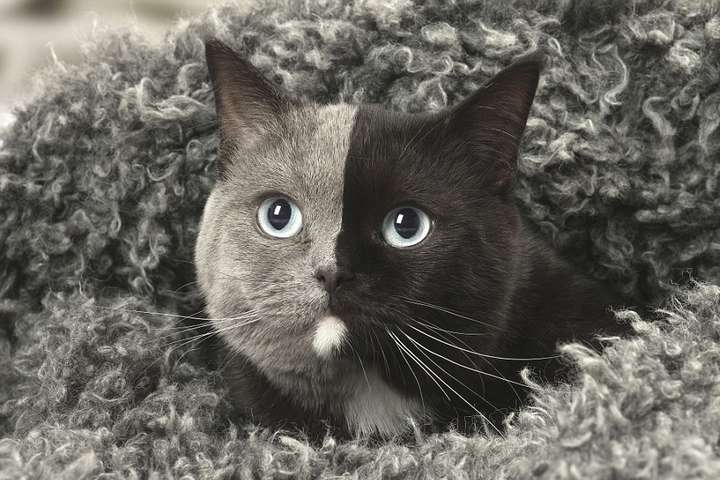 «Лицо напополам»: появились фото редкостной «двуликой» кошки 