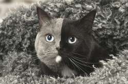 «Лицо напополам»: появились фото редкостной «двуликой» кошки 