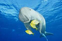 В Індійському океані створили величезний заповідник 