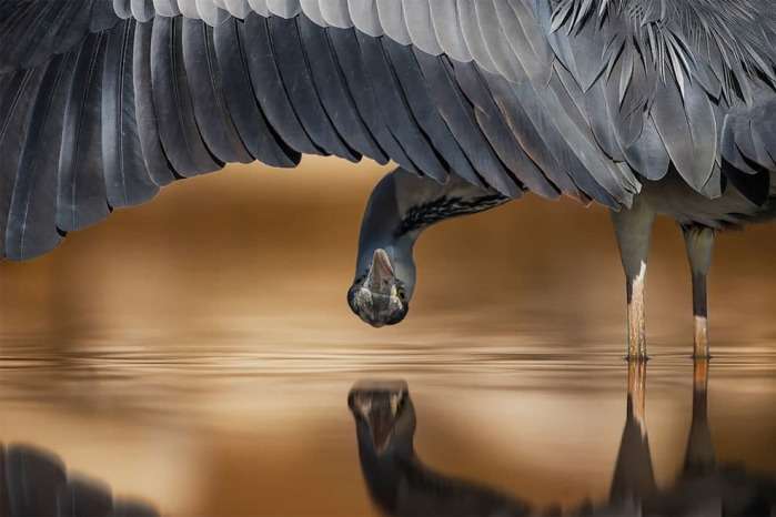 Опубликованы самые яркие кадры конкурса Bird Photographer of the Year