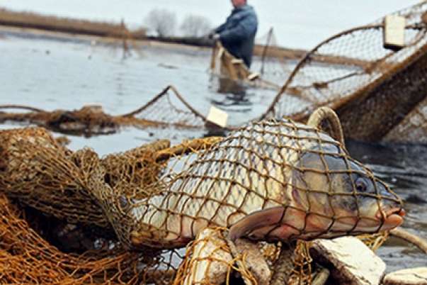 У Азові вимерли тисячі риб: чиновник Запорізької ОДА завдав шкоди на 93 млн грн