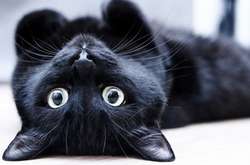 После выхода «Черной Пантеры» из американских приютов исчезли черные кошки