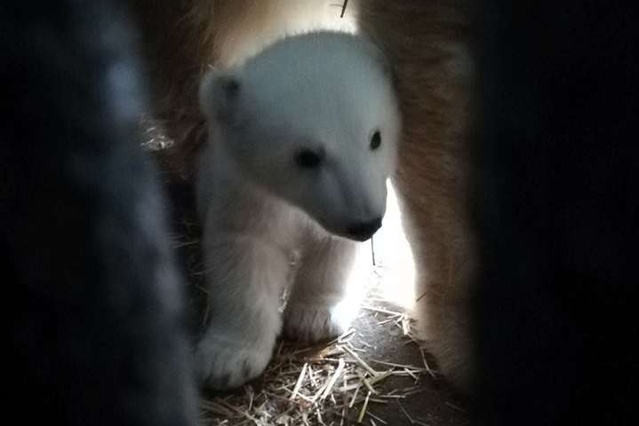 Забавный белый медвежонок из Николаевского зоопарка попал на видео 
