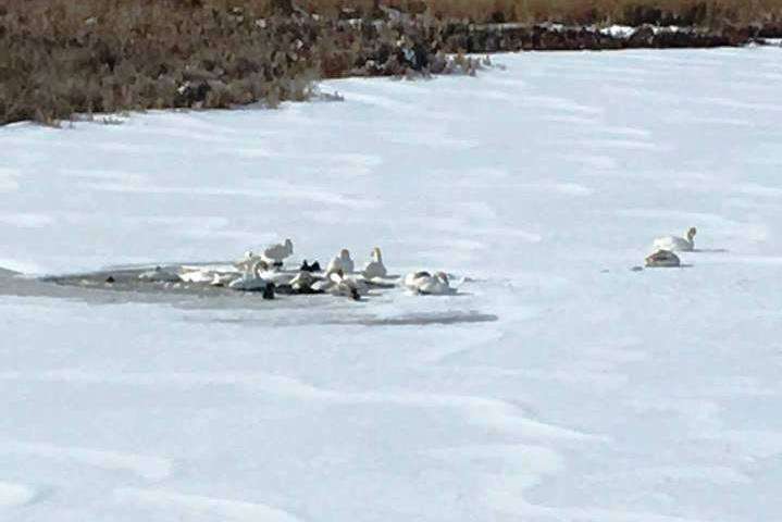 Два десятки лебедей рятуються від морозу маленькій ополонці на Вінниччині