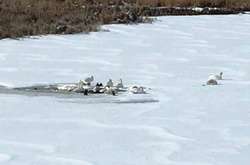 Два десятки лебедей рятуються від морозу маленькій ополонці на Вінниччині