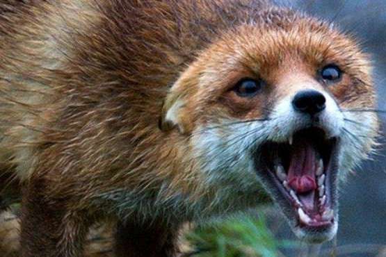 Скажені лисиці нападають на людей у Житомирській області