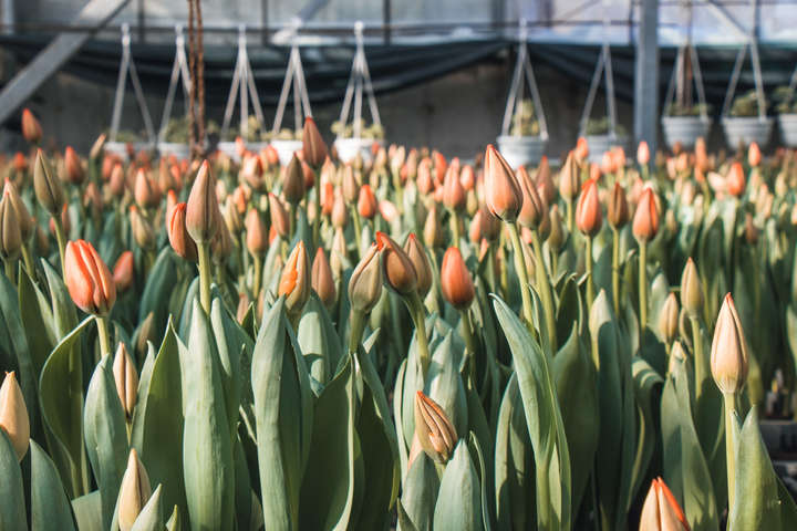 У столичній оранжереї зацвіли 70 тисяч тюльпанів