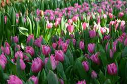 Зацвели 70 тысяч тюльпанов