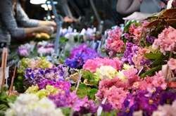 У Києві відбудеться незвичайна виставка фіалок