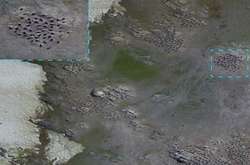 В Антарктиді завдяки знімкам з космосу виявили 1,5 мільйона пінгвінів