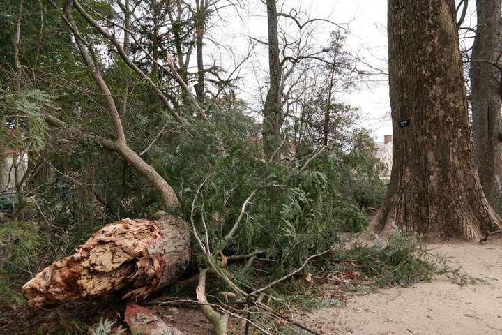 У США вітром зламало 227-річне дерево, посаджене Джорджем Вашингтоном