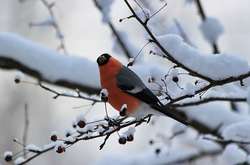 У понеділок у Києві потеплішає