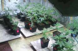 Киянин вирощував коноплю у підвалі власного будинку