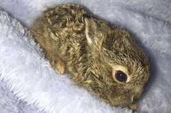 Мир потрясла история спасенного зайчонка из Дублинского аэропорта (видео)