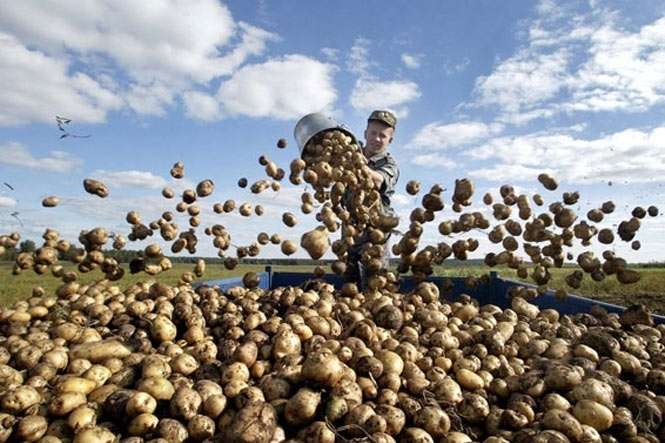Білорусь торік закупила рекордну кількість української картоплі 