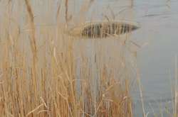  Преступники столкнули машину в воду 