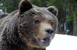 Бурі ведмеді у «Синевирі» вже відчули прихід весни: веселі фото
