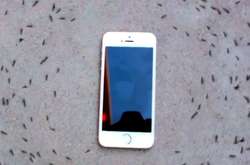 Новые звезды Youtube: Сеть взорвало видео с танцующими муравьями