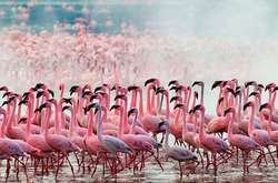  Озеро Накуру в Кении  