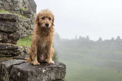 Власники сайту Федерації біатлону України призупинили його роботу