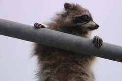 В Сочи енот-верхолаз шокировал спасателей (видео)