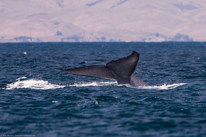 Українські вчені в Антарктиці створять каталоги китів