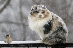 В Україну повертаються сніг і дощі 