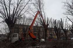 У столиці масштабна обрізка дерев: кияни обурені