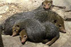 У київському зоопарку екзотичне поповнення (відео)