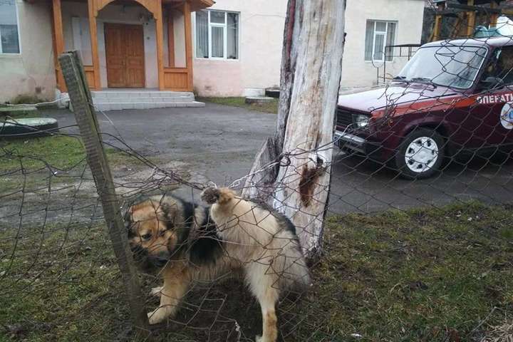 Фото: на Львівщині рятувальники вивільнили собаку, що застряг у паркані