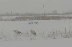 Спасите аистов: украинцев призвали помочь выжить птицам